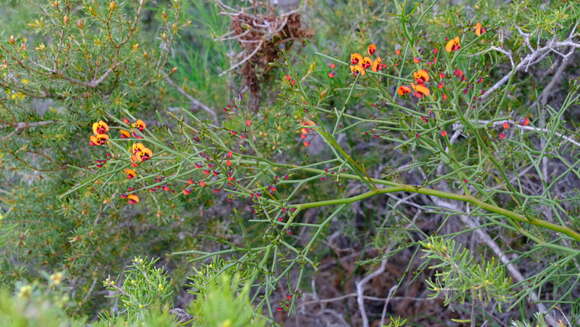 Imagem de Daviesia divaricata Benth.