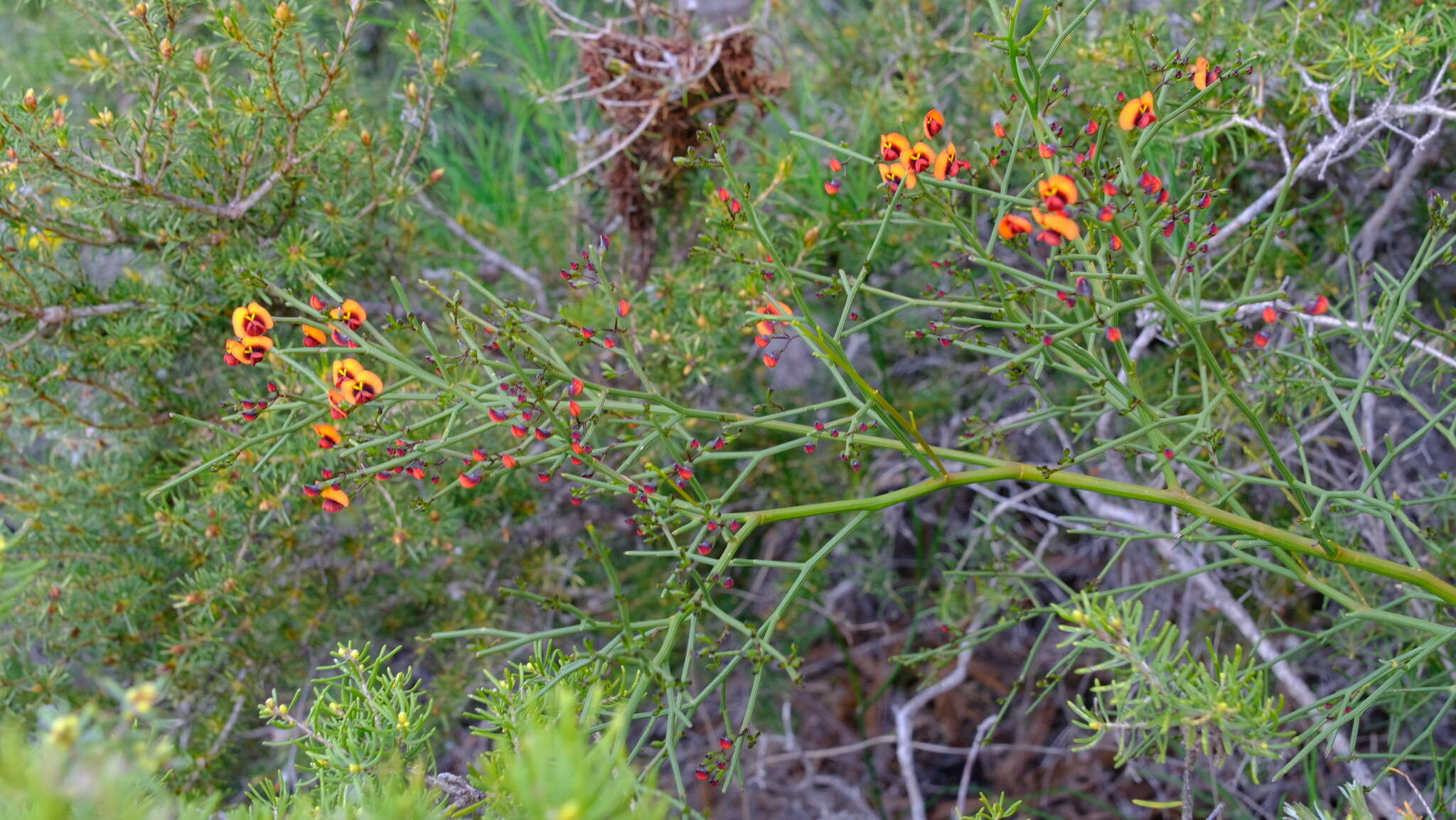 Слика од Daviesia divaricata Benth.