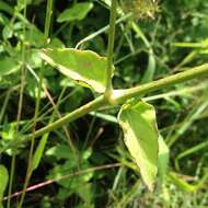 Image of Mirabilis viscosa Cav.