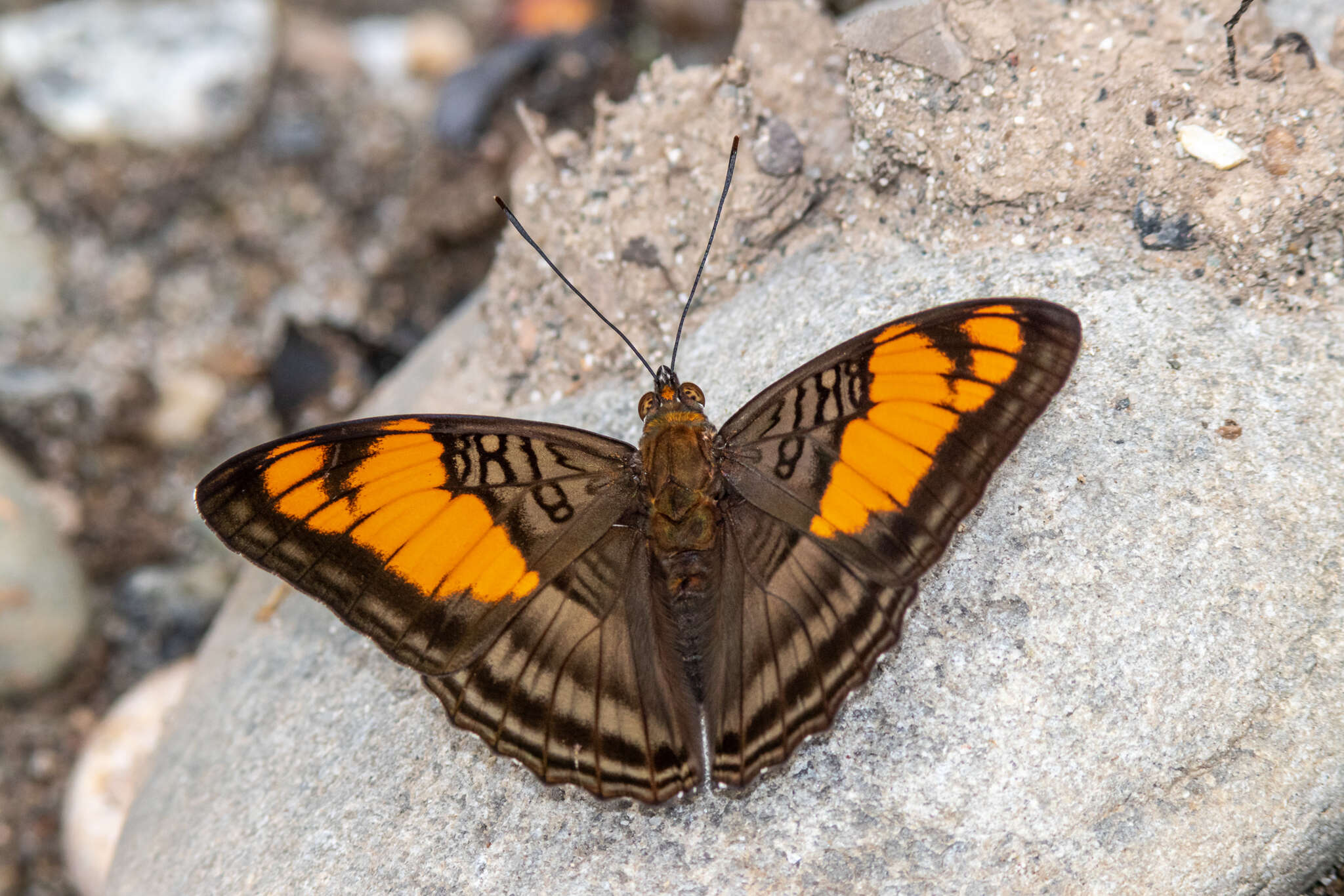 Imagem de <i>Adelpha mesentina</i>