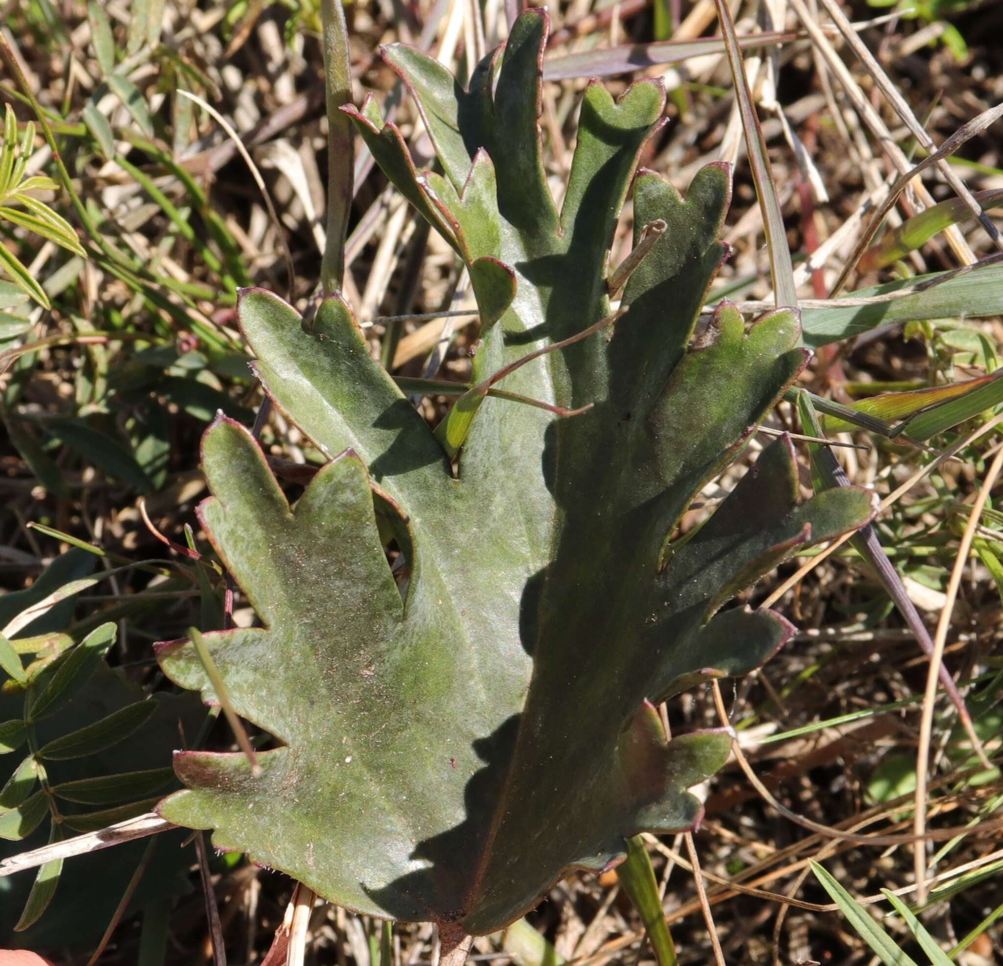 Image of Pelargonium pulverulentum Colv. ex Sweet