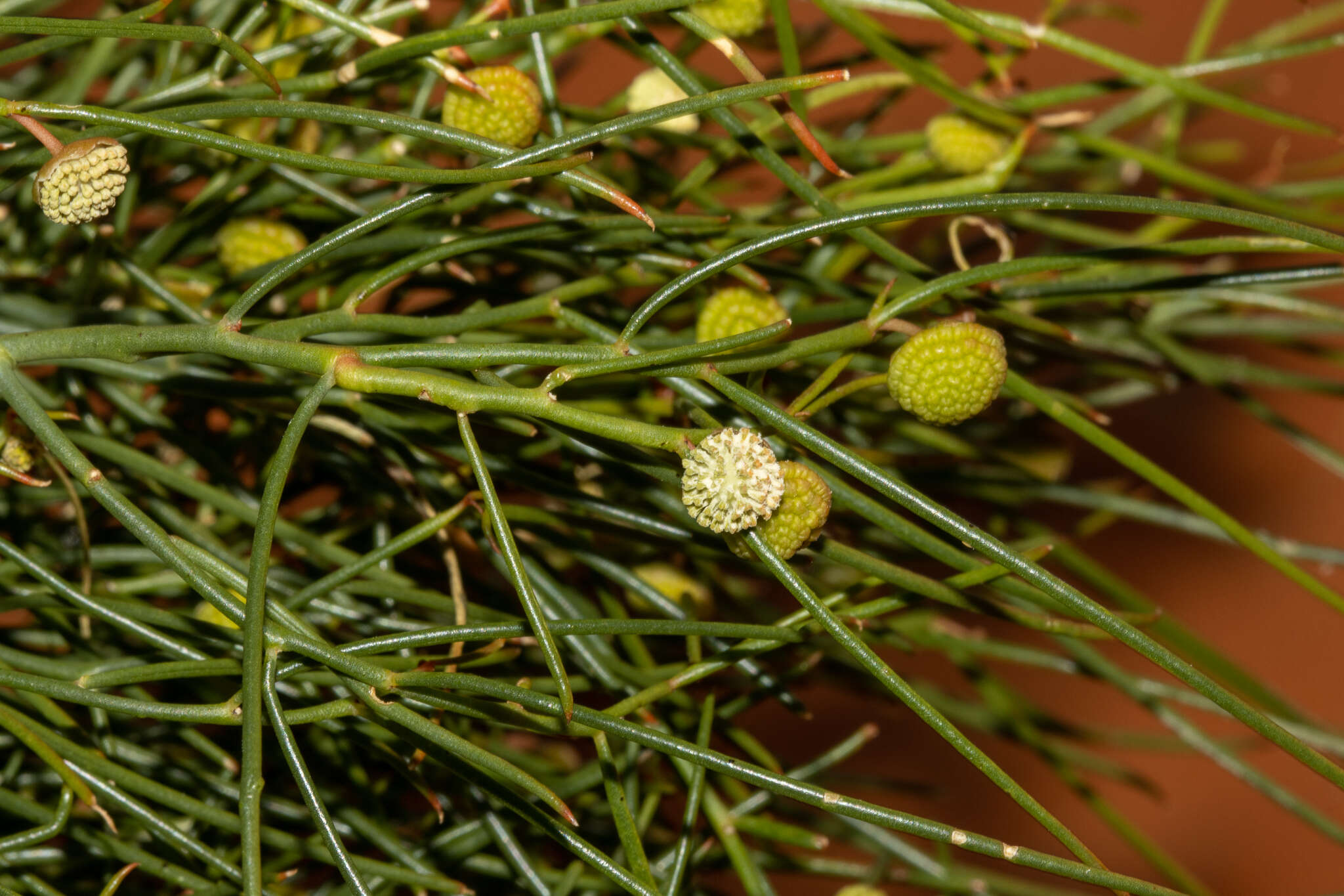 Image of Gyrostemon ramulosus Desf