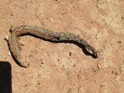 Image of Many-horned adder