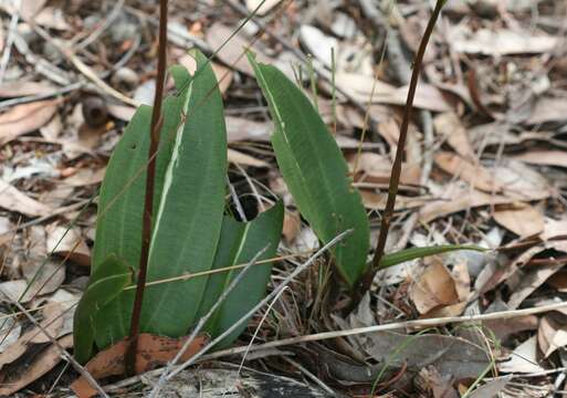 Image of Slipper orchid