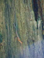 Image of Broad-headed Skink