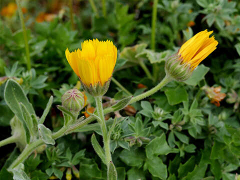 Image of Sea marigold