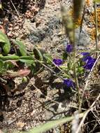 Plancia ëd Echium rosulatum subsp. davaei (Rouy) Coutinho