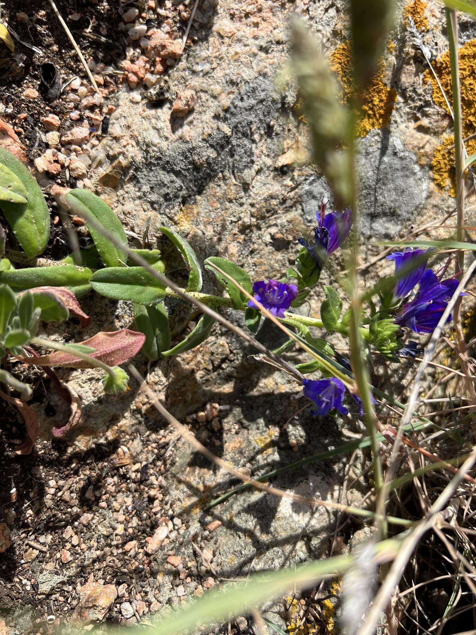 Plancia ëd Echium rosulatum subsp. davaei (Rouy) Coutinho