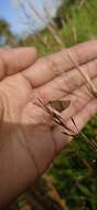 Image of Pygmy Scrub-hopper