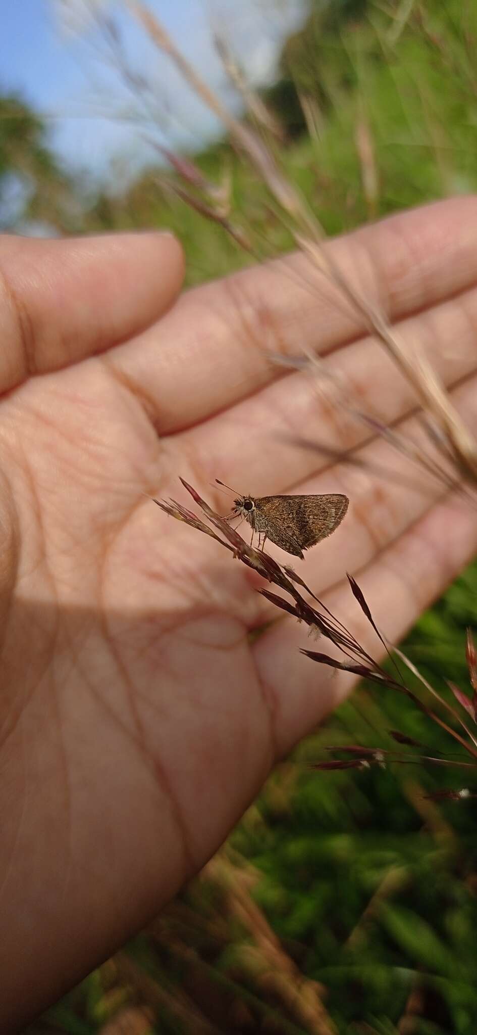 Aeromachus pygmaeus Fabricius 1775 resmi