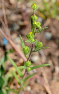 Image of small tarweed