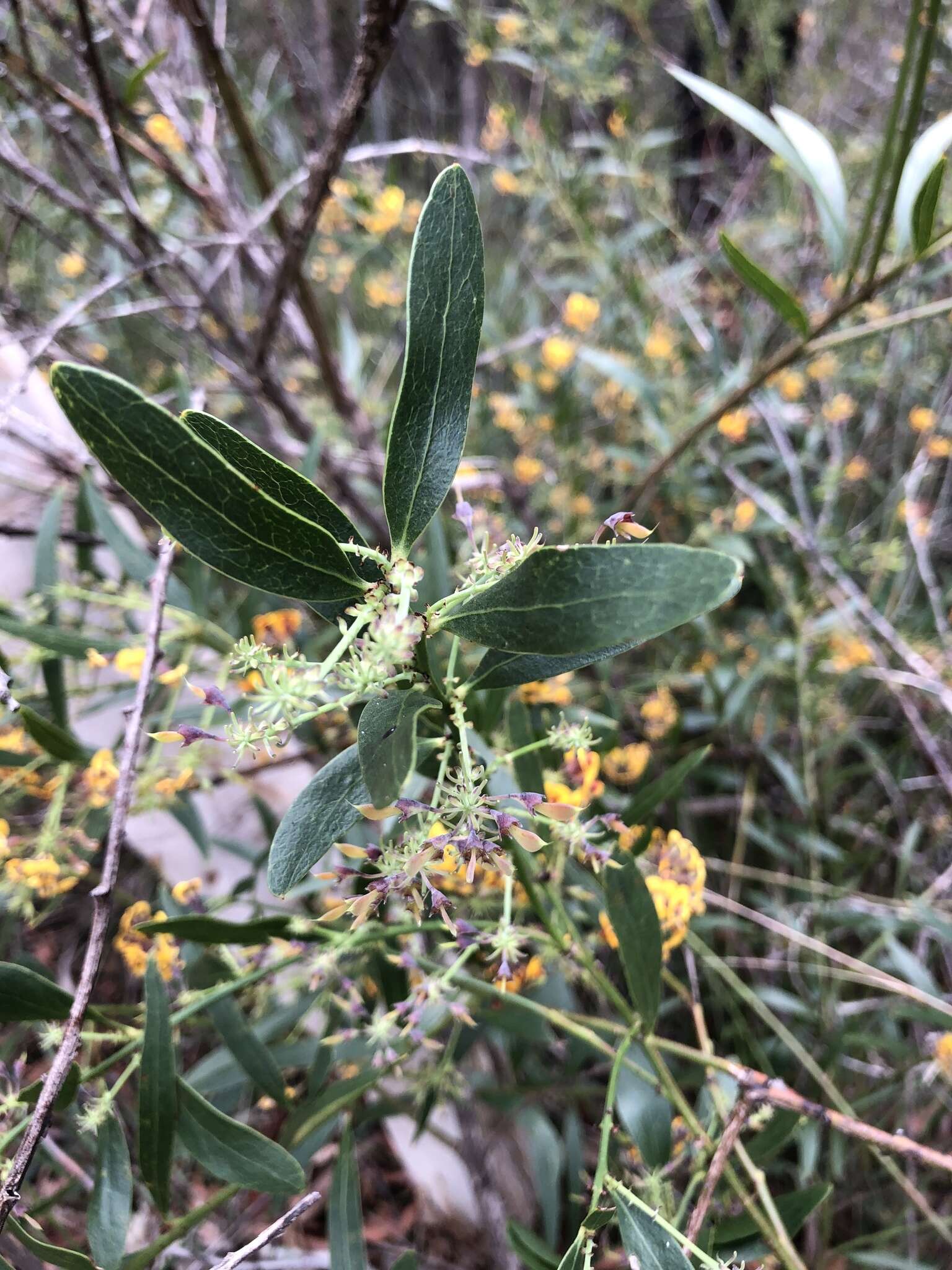 Imagem de Daviesia corymbosa Sm.