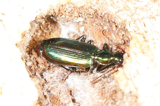 Image of Calleida (Calleida) viridipennis (Say 1823)