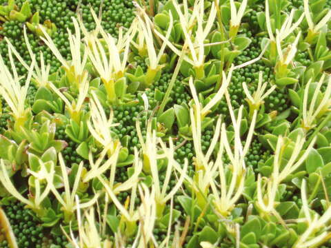 Image of Coprosma perpusilla subsp. subantarctica Orchard