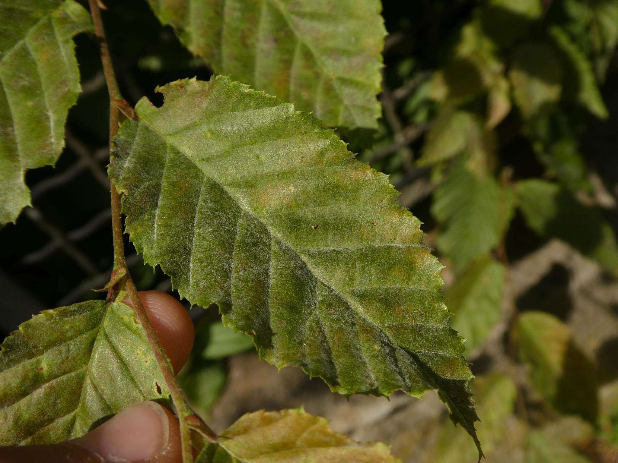 Imagem de Erysiphe arcuata U. Braun, V. P. Heluta & S. Takam. 2007