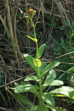 Image of Sonchus brachyotus DC.