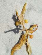 Image of Sargassum fluitans