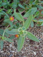 Portulaca umbraticola subsp. coronata (Small) J. F. Matthews & D. W. Ketron resmi