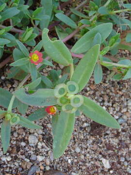 Image of wingpod purslane