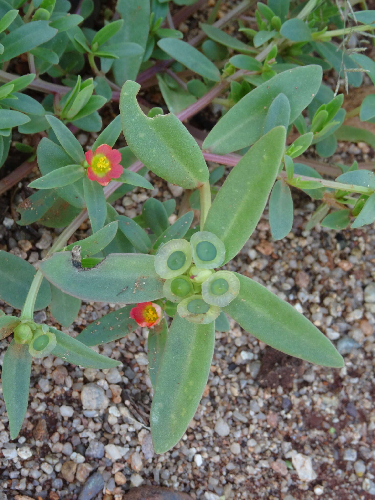 Portulaca umbraticola subsp. coronata (Small) J. F. Matthews & D. W. Ketron resmi