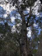 Imagem de Eucalyptus sieberi L. A. S. Johnson