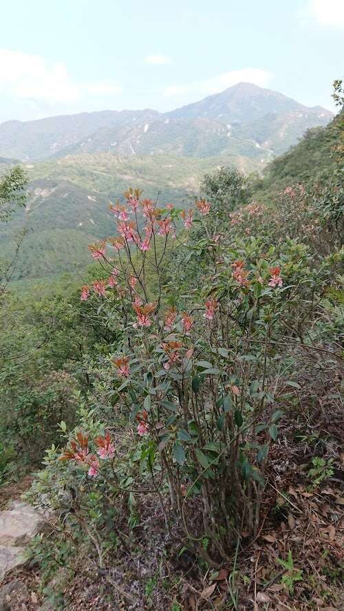 Image of Enkianthus quinqueflorus Lour.