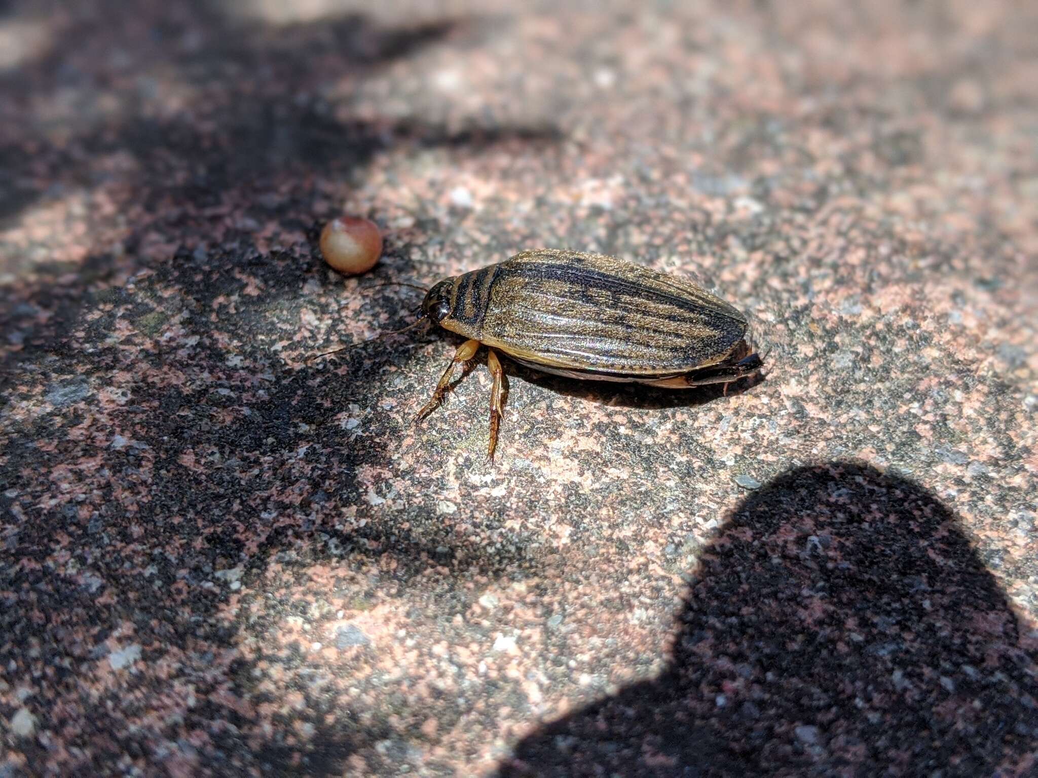 Image of Grooved Diving Beetle