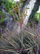 Image of Tillandsia inopinata Espejo, López-Ferr. & W. Till