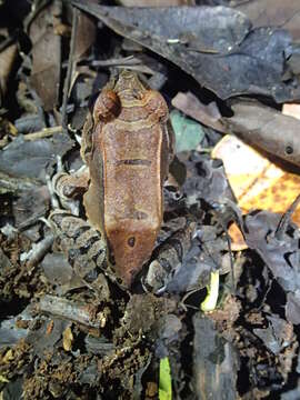 Image of Slender-fingered Bladder Frog