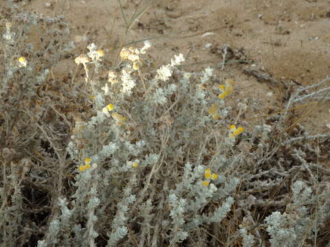 Image of Otanthus maritimus subsp. maritimus