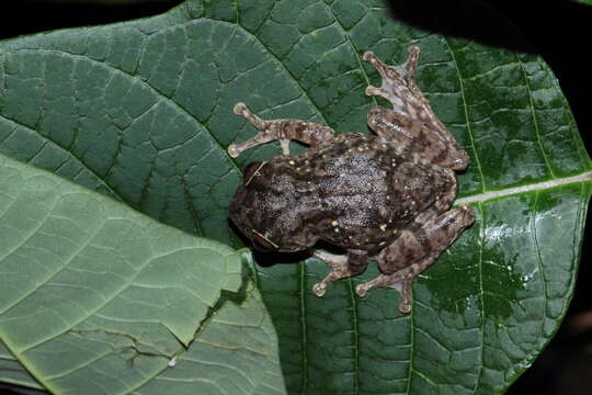 Image of Large Ponmudi Bush Frog