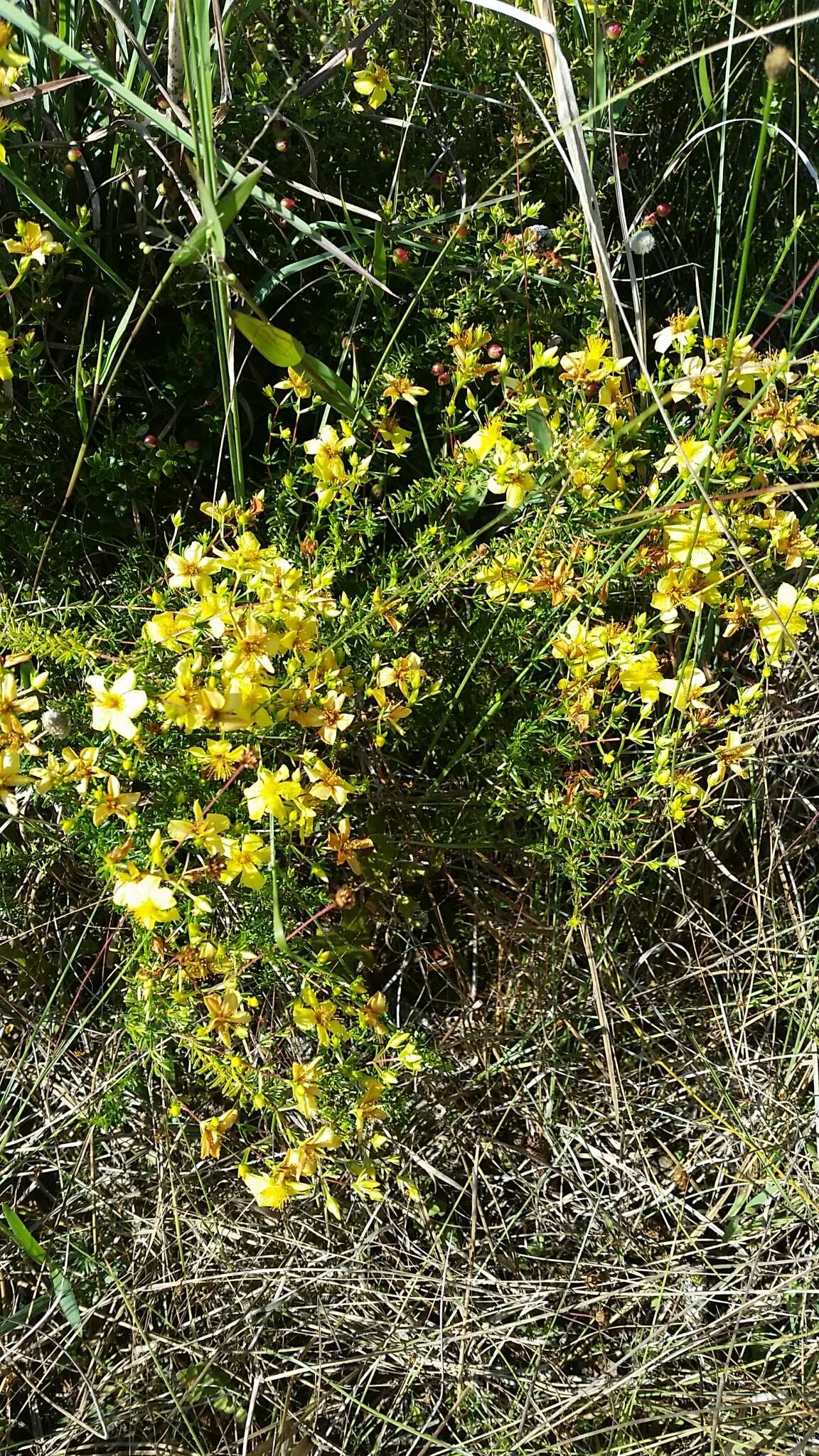 Image of Atlantic St. John's-Wort