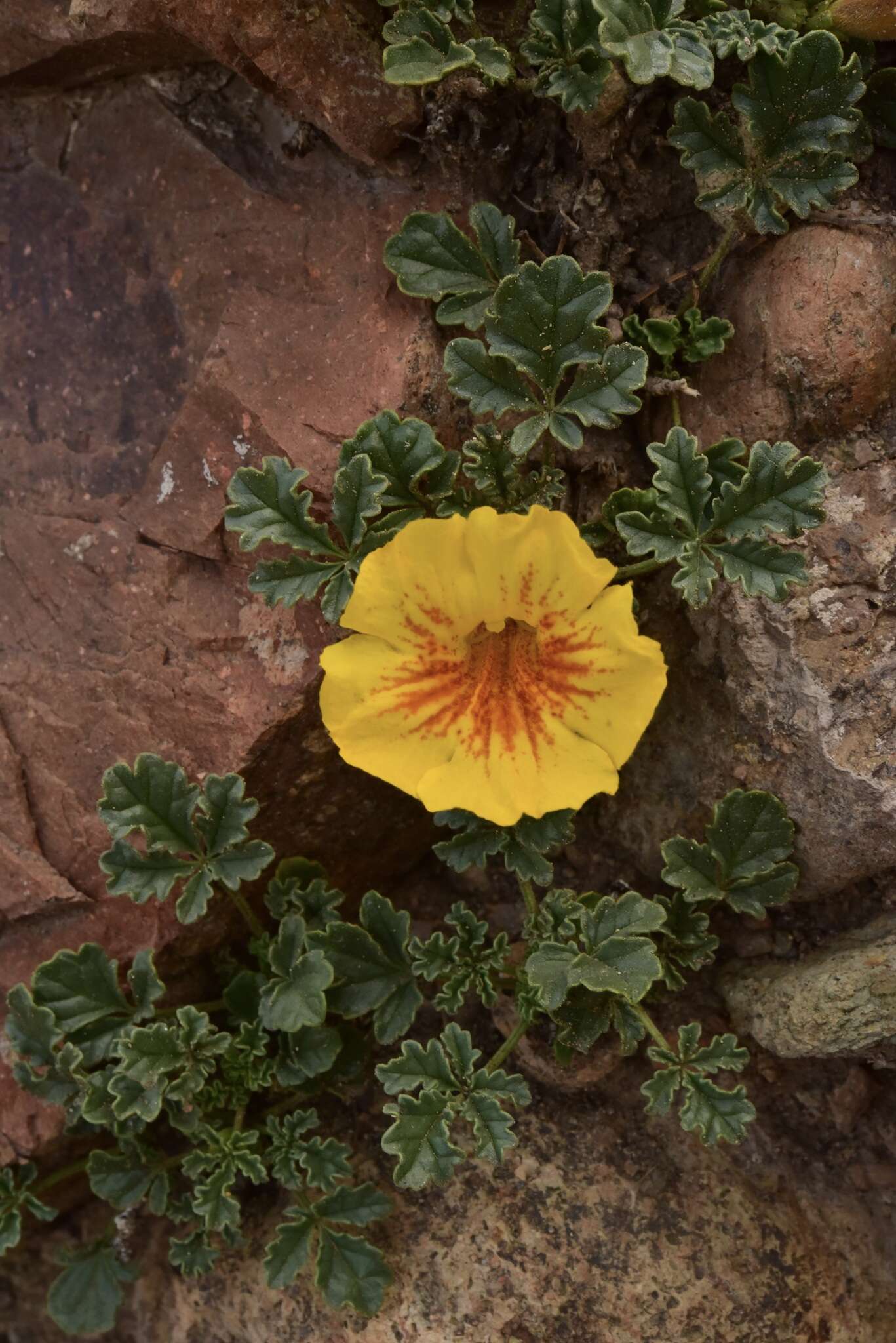 Image of Argylia uspallatensis DC.