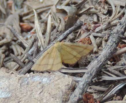 Imagem de Idaea flaveolaria