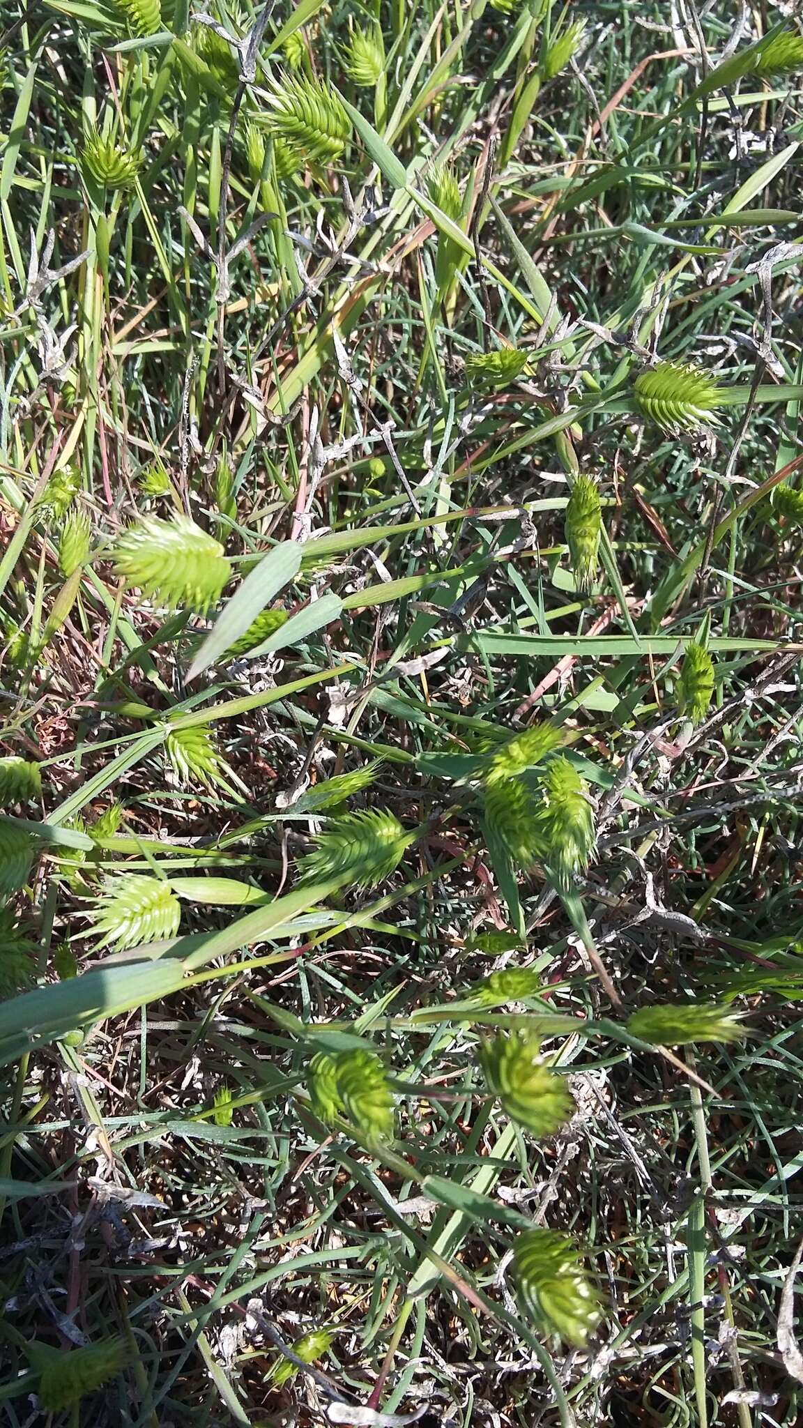 Image of annual wheatgrass