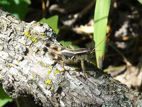 Melanoplus walshii Scudder & S. H. 1897的圖片