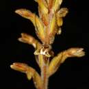 Image of Erythrodes latifolia Blume