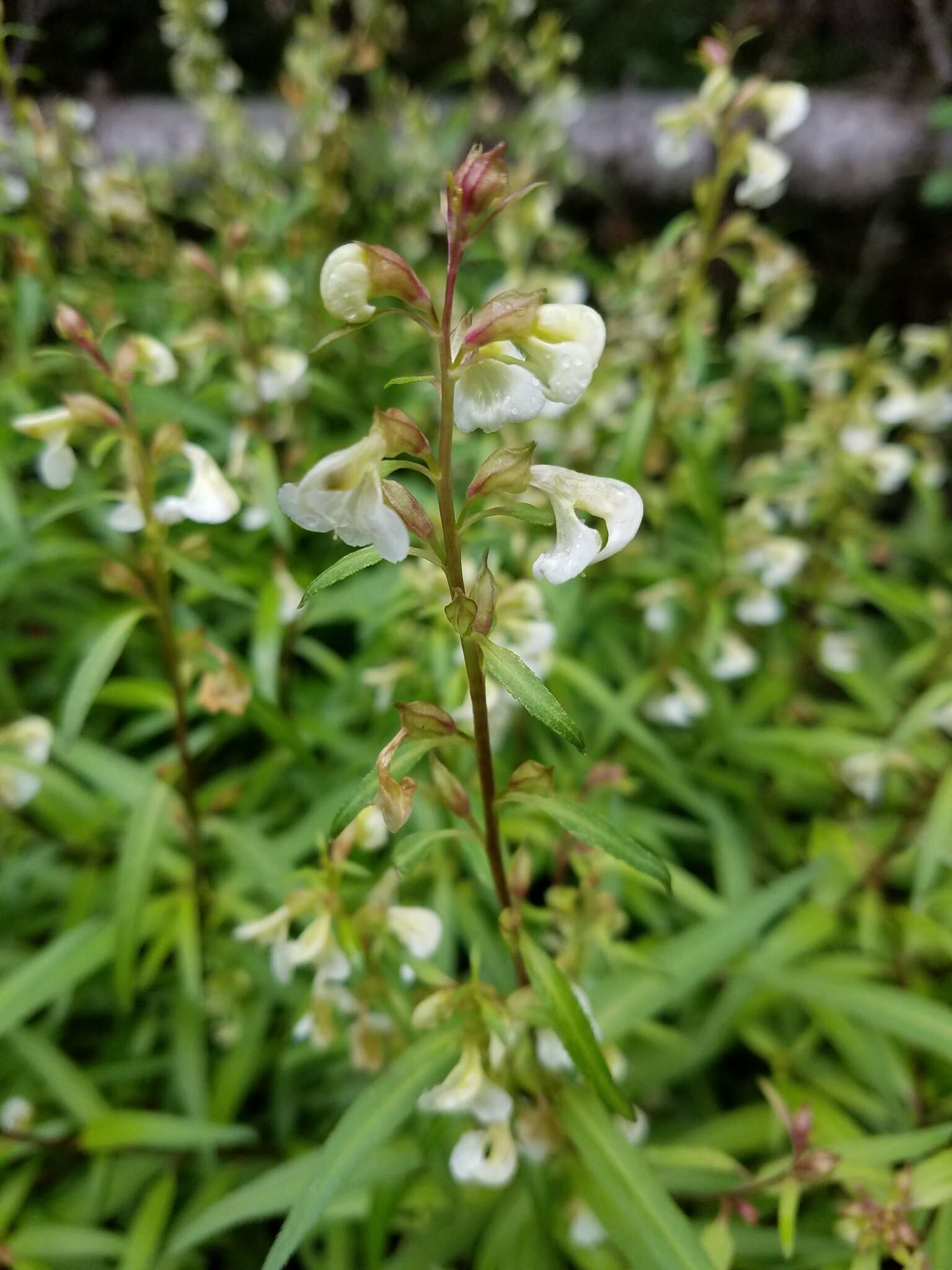 Imagem de Pedicularis racemosa Dougl. ex Hook.