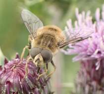 Image of Eristalis abusivus Collin 1931