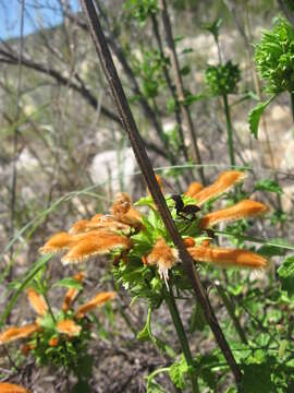 Image of Broadleaf leonotis