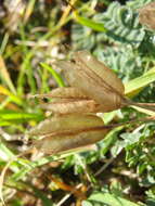 Image of Oxytropis exserta Jurtzev