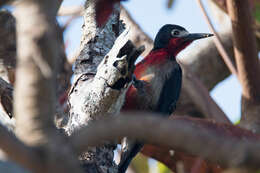 Image of Puerto Rican Woodpecker