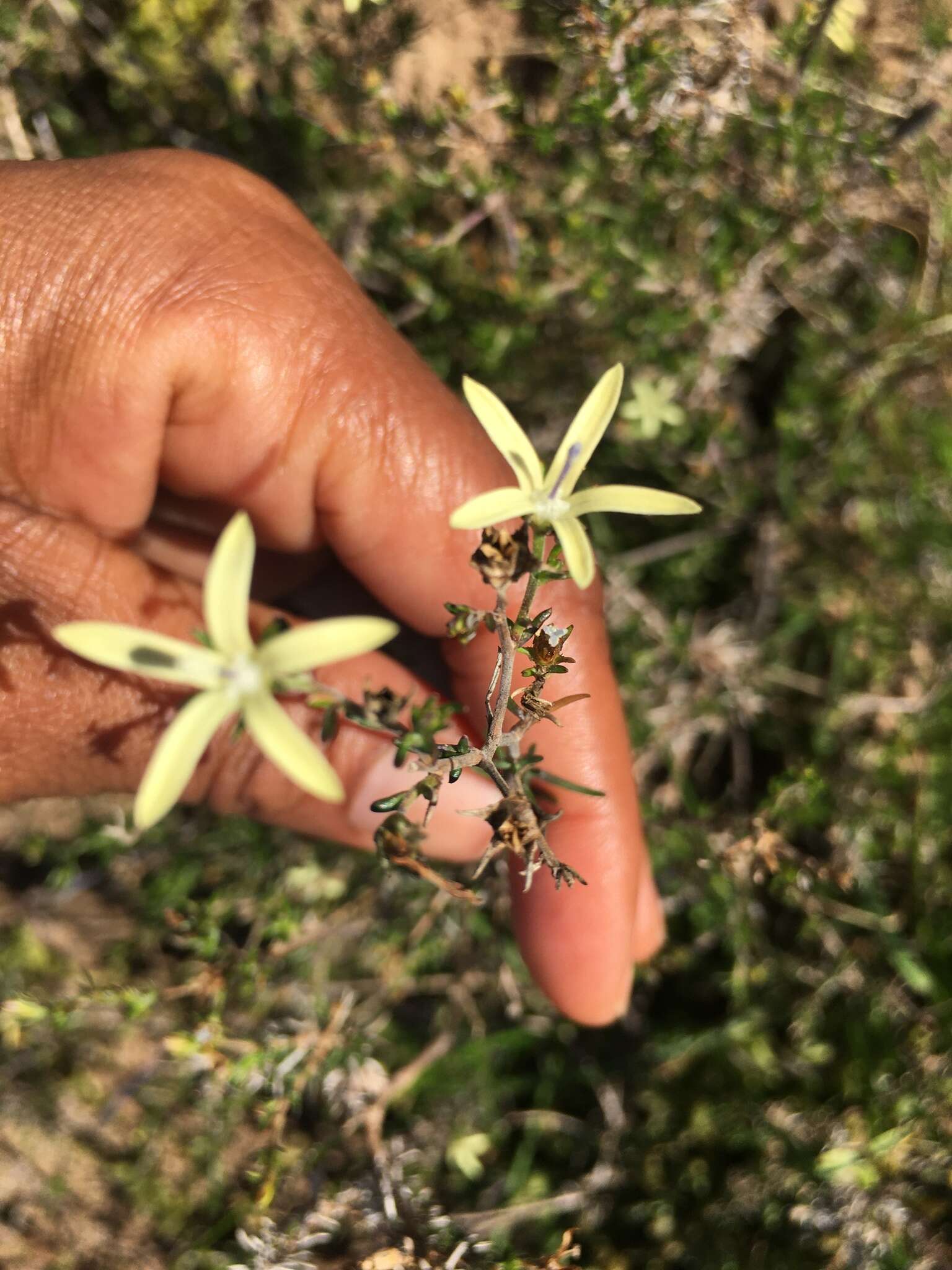 Image of Wahlenbergia albens (Spreng. ex A. DC.) Lammers