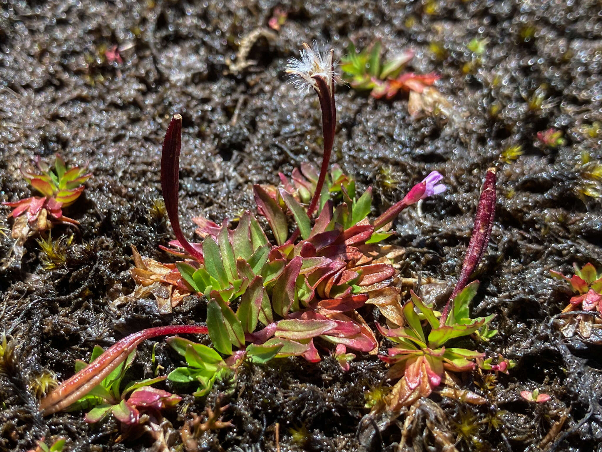 Image of Epilobium willisii Raven & Engelhorn