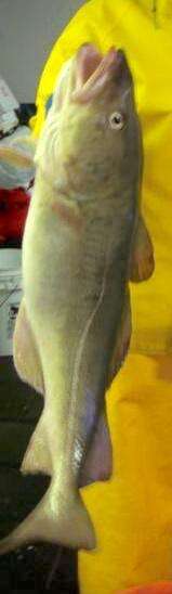 Image of Atlantic cod