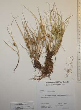 Imagem de Carex sychnocephala J. Carey