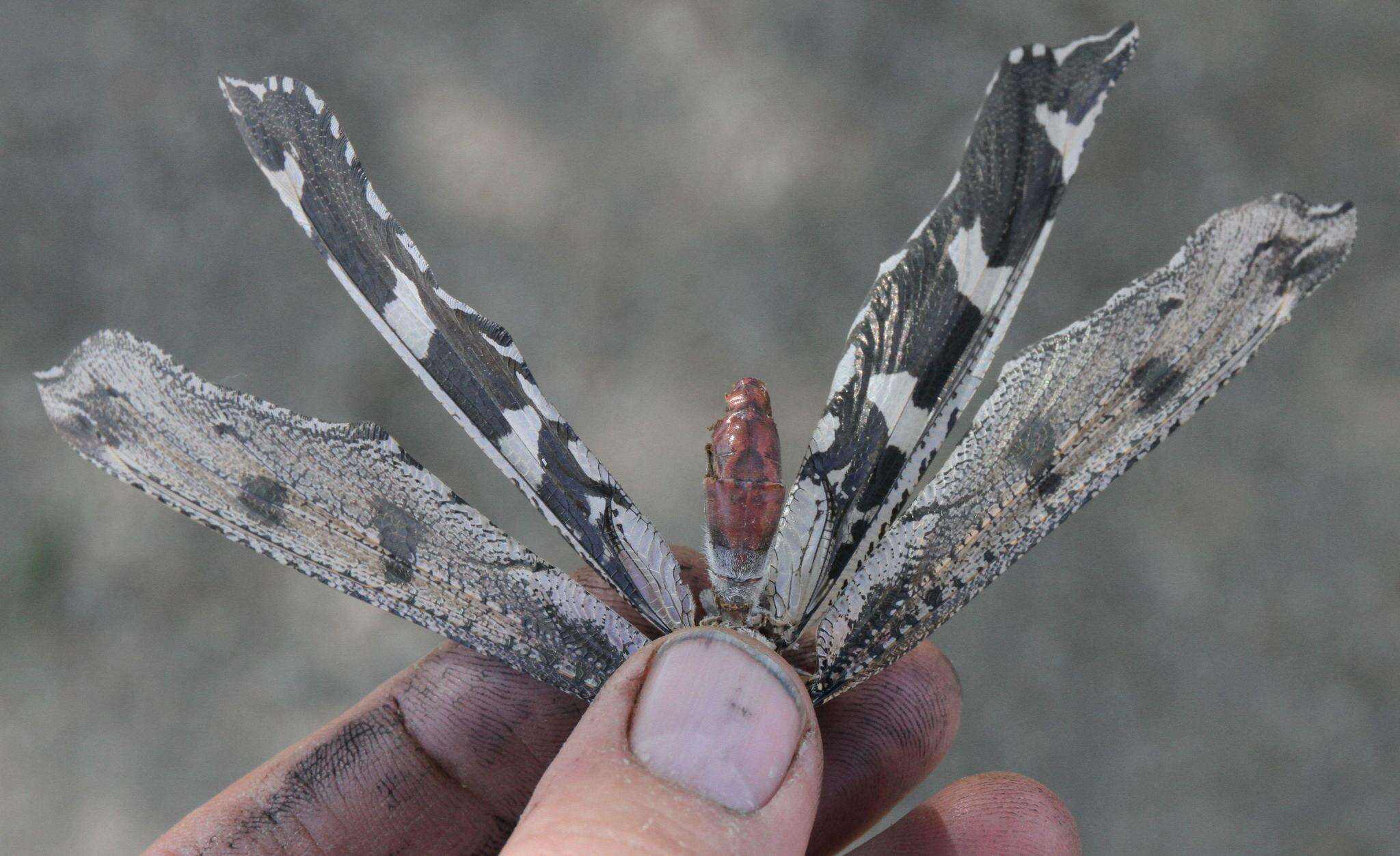 Слика од Crambomorphus namibicus Mansell 2018