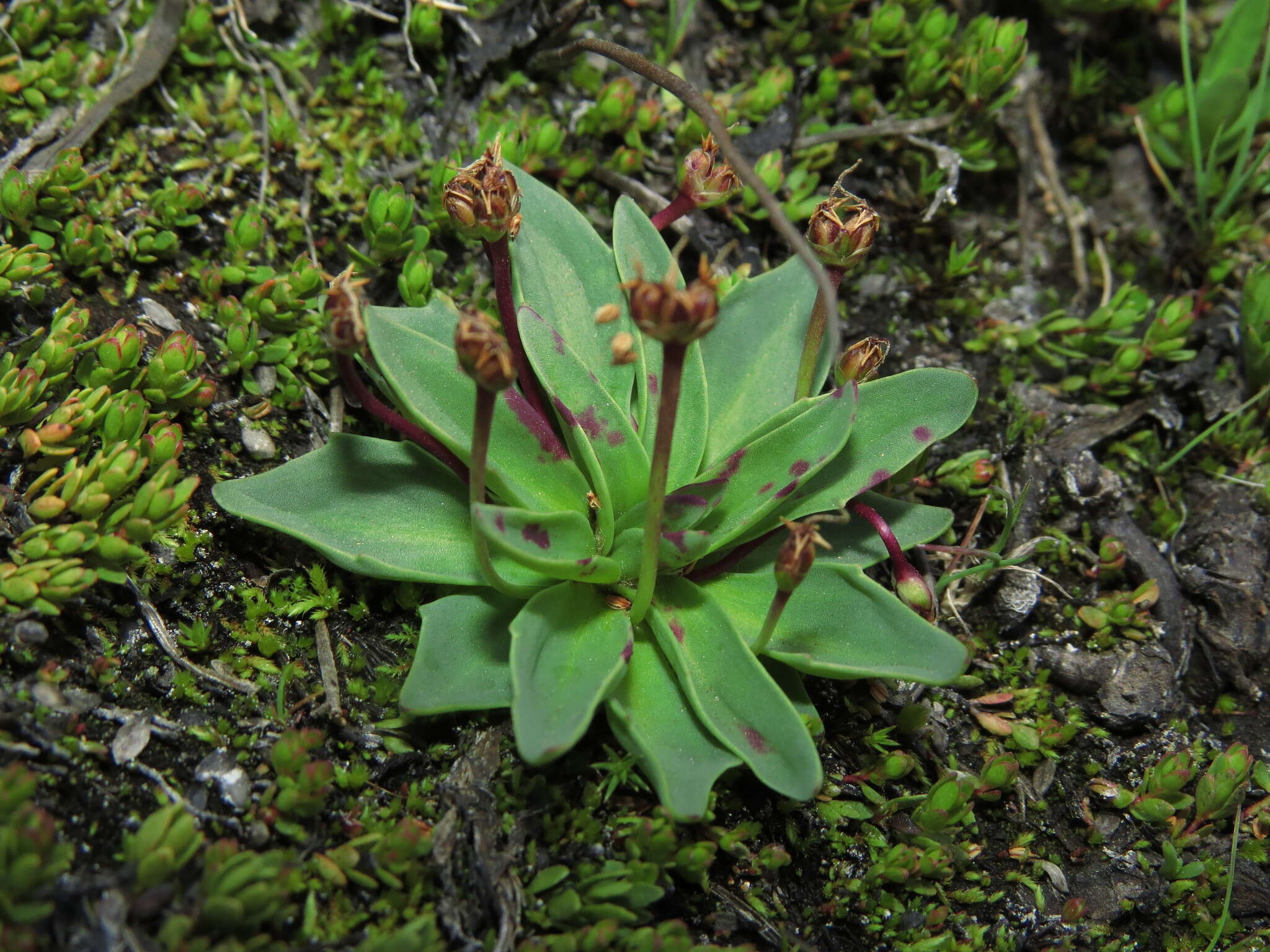 Plantago barbata Forst.的圖片