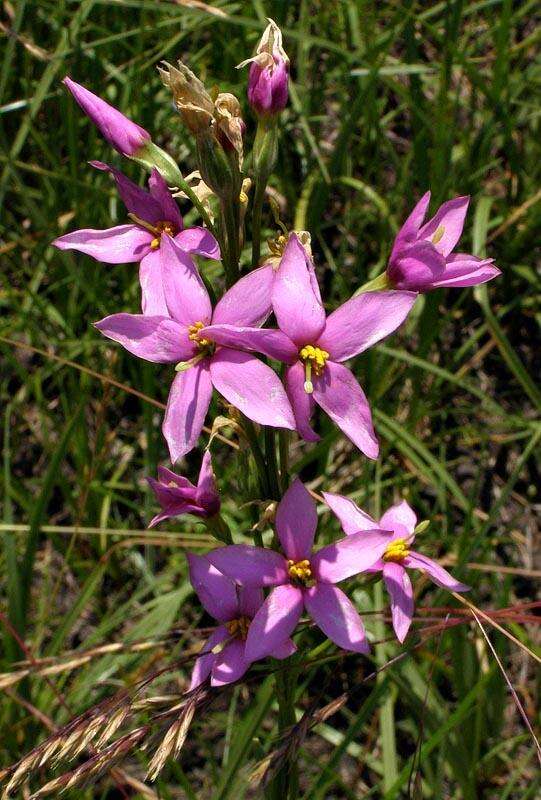 Chironia palustris subsp. transvaalensis (Gilg) Verdoorn resmi