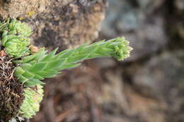 Image of Sempervivum globiferum subsp. hirtum (L.) H.